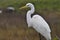 Great White Egret Perches over Marshland.