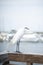 A Great White Egret perches on a pier along the Matanzas river in St. Augustine, Florida USA