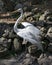 Great White Egret Photo. Picture. Image. Portrait. Close-up profile view. Moss rock background.  Spread wings