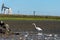 Great white egret, pollution and oil drilling pumpjack