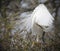 Great White Egret preening