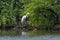 Great White Egret preparing to catch fish