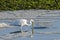 Great White Egret with Prey