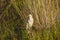 Great White Egret in Reeds