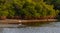 Great White Egret Reflecting by the Mangrove Island