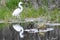 Great White Egret Reflection Near Wetland