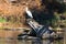 Great white egret in scenic photograph