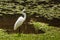 Great white egret searching for food