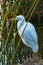 Great white egret on shoreline with reeds and water reflections