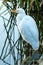 Great white egret on shoreline with reeds and water reflections