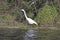 Great White Egret in the Slough