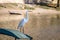 Great White Egret and small boat at Huacachina Oasis - Ica, Peru