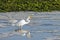 Great White Egret with Small Fish