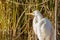 A great white egret and a snowy egret standing on a shoreline