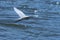 Great White Egret soaring gracefully over water