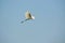 Great White Egret soaring high