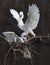 Great White Egret spar over chance to mate with female