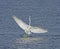 Great White Egret splashdown