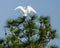 A great white egret spreading its wings