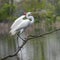 Great White Egret Standing on a Branch