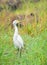 Great white egret standing and its long neck high calmly walking and watchful at the harvested paddy field in the warmth of the