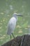 Great white egret standing on stone.