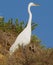 Great White Egret stands tall in a thicket on Grandview Beach, Encinitas California