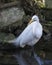 Great White Egret Stock Photo. Great White Egret bird image. Great White Egret picture. Image. Elegant bird.