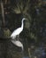 Great White Egret Stock Photo.  Great White Egret in the water with a reflection displaying white feather plumage, with a blur