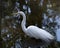 Great White Egret Stock Photo. Great White in the water with a reflection displaying white fluffy feather plumage, head, eye, neck