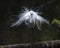 Great White Egret Stock Photo. Standing on log with fluffy feathers plumage. Image. Picture. Portrait