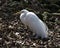 Great White Egret Stock Photos.  Image. Portrait. Picture. Close-up profile view. Resting. Bokeh background