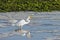 Great White Egret Swallowing Fish