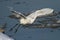 Great White Egret take of frozen river shore