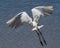 Great White Egret take off looking like wings of an angel