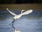 Great white egret taking flight in Florida