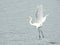 Great white egret taking off