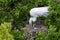 Great White Egret tending the eggs in its treetop nest