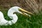 Great White Egret tossing a Small Cat Fish