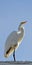 A great white egret turned forward and balanced on one leg, sunlit from behind against a light blue sky. Room for copy.