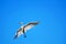 Great White Egret Turning in Flight