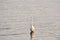 Great White Egret Wades in Bay at Sunrise