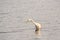 Great White Egret Wades in Bay at Sunrise