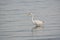 Great White Egret Wades in Bay at Sunrise