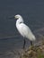 A Great White Egret Wading on a shoreline