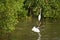 Great White Egret wading slowly through the mangroves.Thailand.