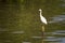 Great White Egret wading slowly through the mangroves.Thailand.