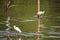 Great White Egret wading slowly through the mangroves.Thailand.