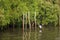 Great White Egret wading slowly through the mangroves.Thailand.