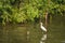 Great White Egret wading slowly through the mangroves.Thailand.